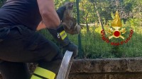 vigili-del-fuoco-salvano-serpente-cervone-e-cucciolo-di-volpe