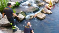 il-salvataggio-di-un-cucciolo-nelle-acque-del-fiume-ofanto-in-irpinia