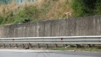 cani-in-pericolo-a-flumeri-sulla-tre-torri-manna-il-pericolo-resta