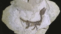 fossile-di-baby-dinosauro-ciro-nuove-indagini