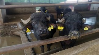 coldiretti-caserta-passo-in-avanti-su-contratto-somministrazione-latte-bufalino