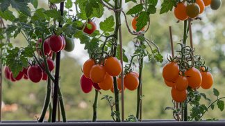rischio-salmonella-vietato-il-pomodo-fresco-crudo-nelle-mense-scolastiche