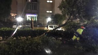 alberi-abbattuti-vento-forte-e-mareggiate-si-contano-i-danni