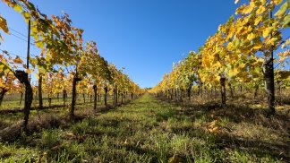 export-agroalimentare-il-sannio-gioca-la-carta-del-valore-oltre-il-volume