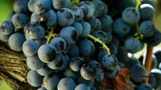 vinitaly-2026-il-consorzio-vini-d-irpinia-protagonista-a-verona