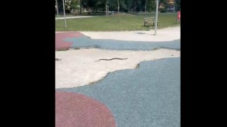 paura-al-parco-santo-spirito-spunta-un-grosso-serpente-tra-famiglie-e-bambini