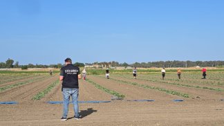 caporalato-e-lavoro-nero-blitz-dei-carabinieri-nella-piana-del-sele