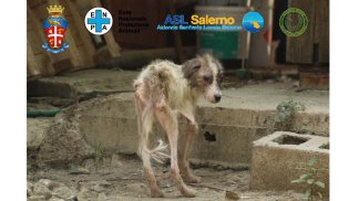 eboli-scoperto-lager-dei-cani-rinchiusi-in-gabbie-tra-escrementi-e-ossa