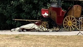 stop-al-servizio-carrozze-con-cavalli-arrivano-le-golf-car