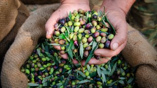 olive-quest-anno-raccolta-in-calo-e-prezzi-in-aumento