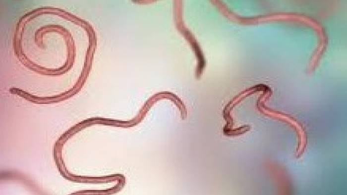 vermi intestinali nei bimbi allarme a scuola