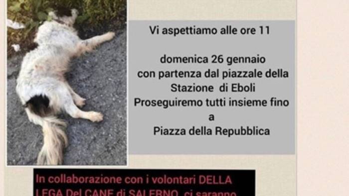 a eboli una marcia per dire no alla violenza sui cani