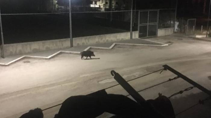 sos cinghiali avvistamento in paese sempre piu casi