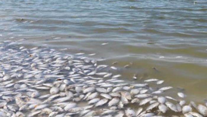 pesci morti alla foce del fiume solofrone