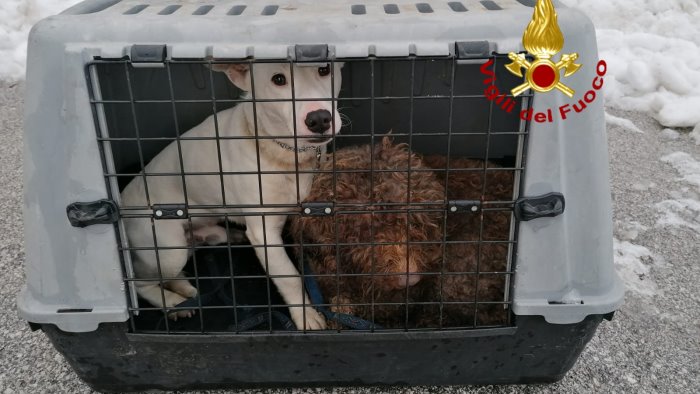 bloccati sulla neve con i cani soccorsi dai vigili del fuoco