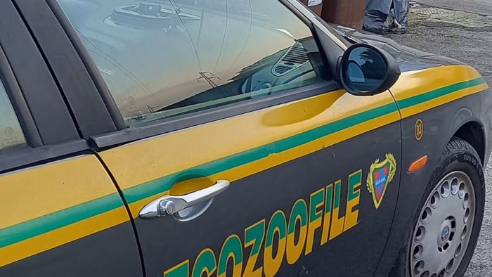 controlli ambientali a cava multe per errato conferimento dei rifiuti