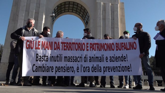 mobilitazione degli allevatori prime risposte sospeso lo sciopero della fame