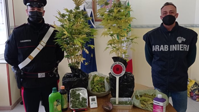 mansarda adibita a serra per coltivare droga arrestato un 40enne