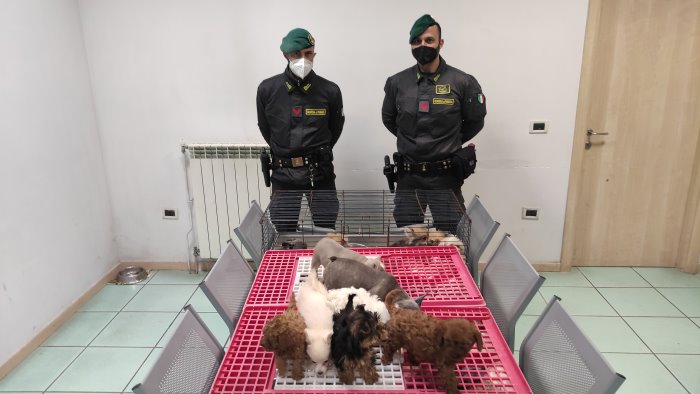 traffico illegale di cani dell est salvati 39 cuccioli