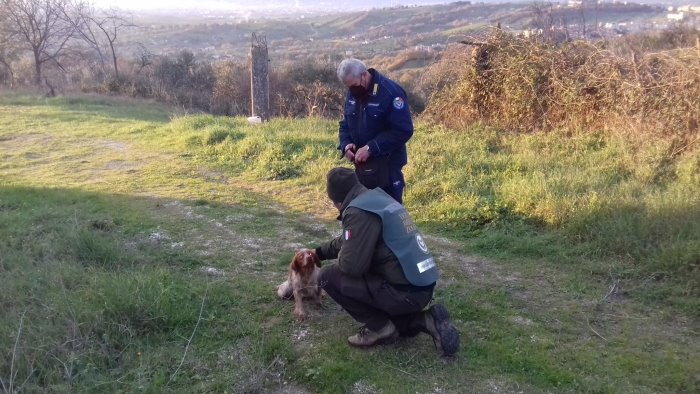 controlli ambientali nel salernitano scoperta carcassa di cane tra i rifiuti
