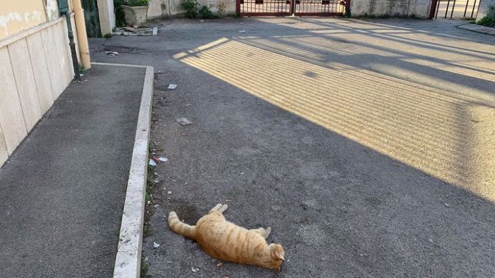 gatto avvelenato ed abbandonato morto davanti alla scuola