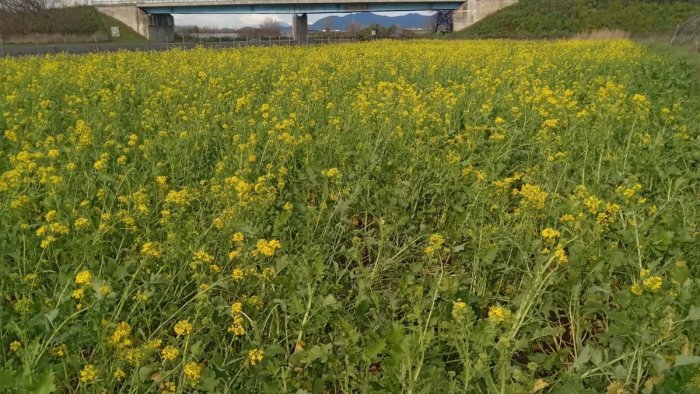 e gennaio ma gia nascono i fiori allarme coldiretti