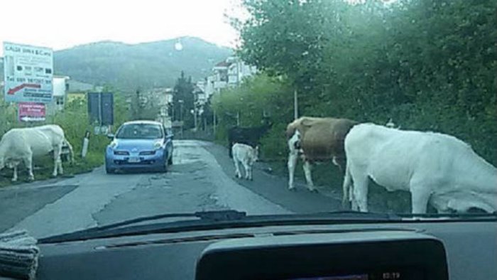 schianto sul raccordo salerno avellino per un bovino vagante grave un uomo