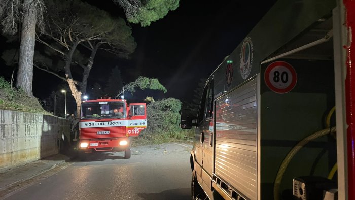 crolla nella notte un albero a pellezzano chiusa strada di capriglia