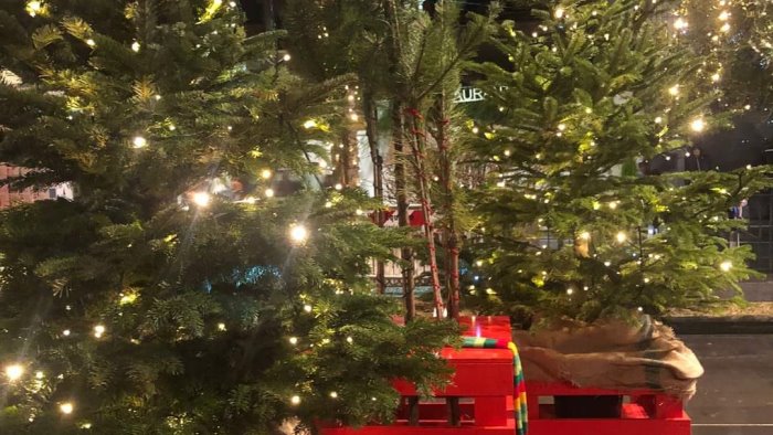 vico equense al monte faito la piantumazione degli alberi della memoria