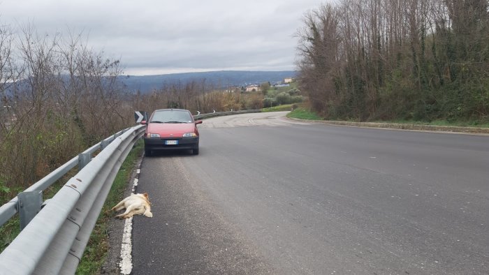 ariano ennesimo cane investito e ucciso lungo la variante manna tre torri