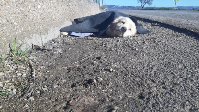 assurdo ad ariano cane travolto da un auto e lasciato ferito a terra per ore