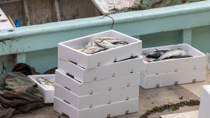 pesca coldiretti regolamento ue penalizza operatori campania