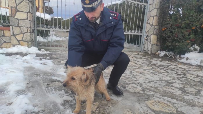 cucciolo smarrito sulla provinciale nel freddo salvato dai carabinieri