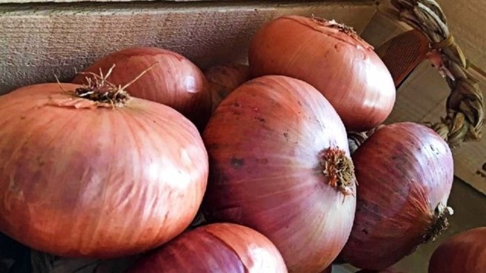 montoro cipolla ramata via all iter per l igp