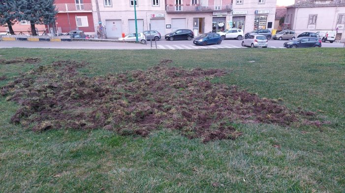 ariano il cinghiale continua a fare danni in villa pronta la telenarcosi