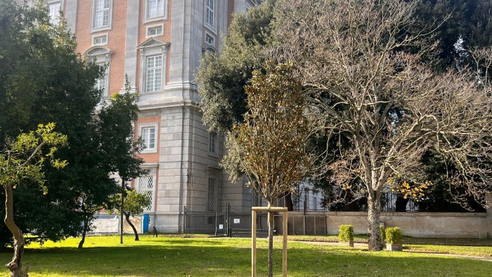 cresce il patrimonio verde della reggia piantati quattro nuovi alberi