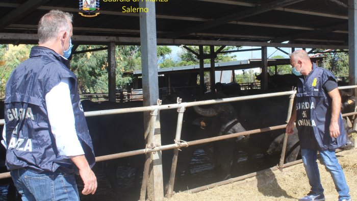 sversava liquami in mare denunciato imprenditore agricolo