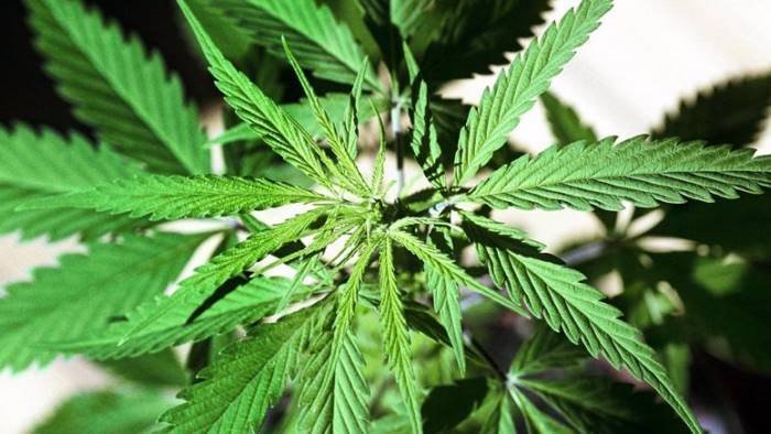 coltivava la marijuana in casa arrestato spacciatore ad eboli