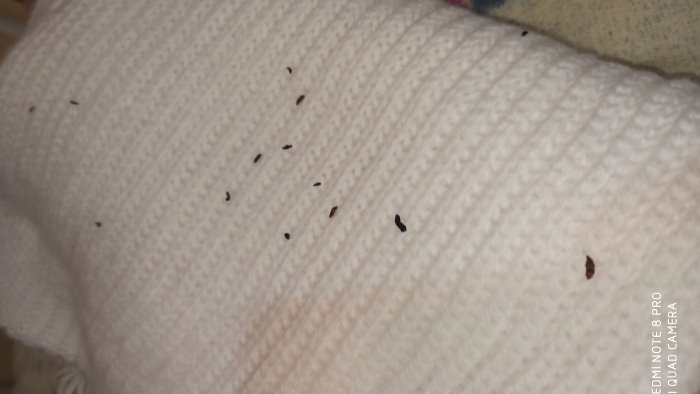 topi in casa e infissi rotti l sos dalle case popolari