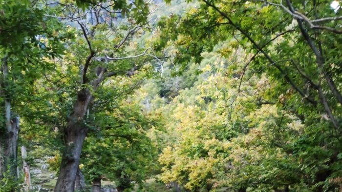 giffoni valle piana 150 mila euro per lo sviluppo rurale