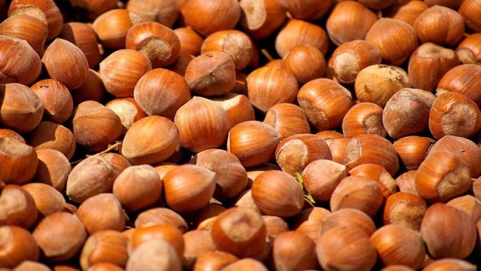 gelo sbalzi e siccita raccolto difficile per le nocciole in irpinia