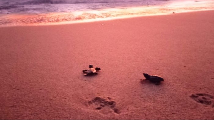 tartarughe caretta caretta chiuso il nido di caprioli