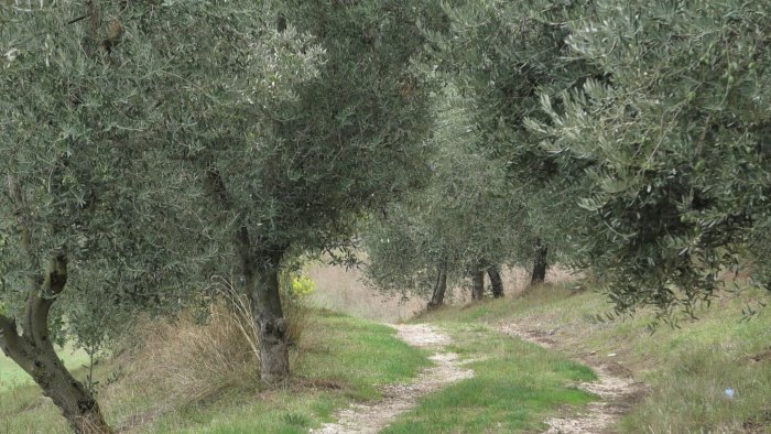 campania protagonista della camminata tra gli olivi