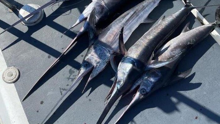 pesce spada pescato illegalmente a pisciotta oltre 5km di palangaro sequestrato