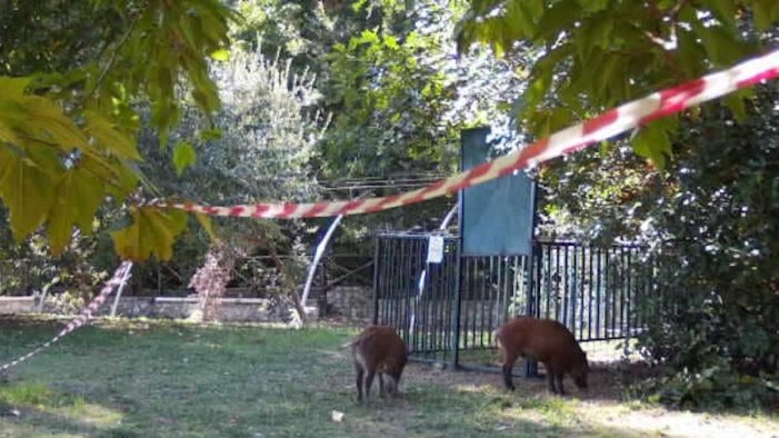 mercato san severino cinghiali si aggirano nel parco del capoluogo catturati