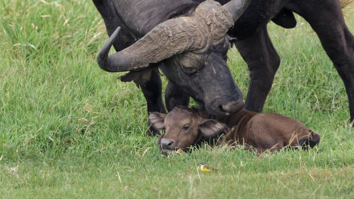 cuccioli di bufalo annegati in un canale orribile