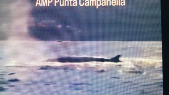 spettacolare avvistamento di balenottere comuni tra punta campanella e capri