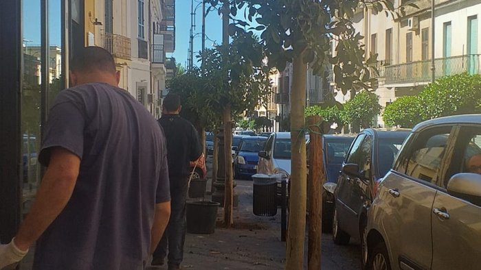 verde pubblico a sarno nuovi alberi lungo il rettifilo e nelle periferie