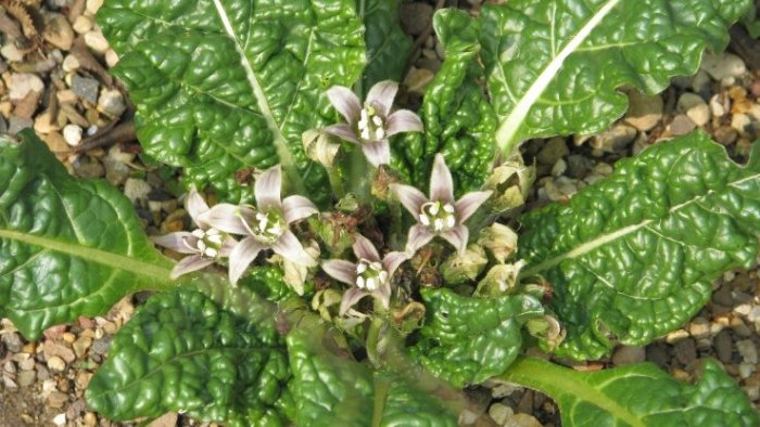 intossicati da mandragora lotti venduti anche da societa del salernitano