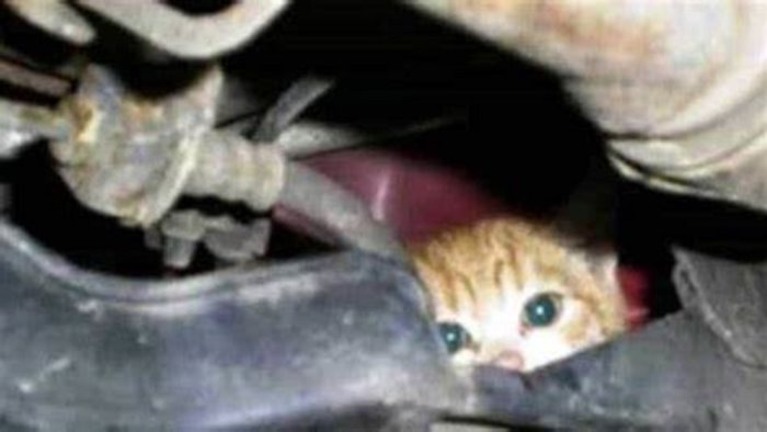 atripalda gattino incastrato nel vano motore salvato dai volontari gadit